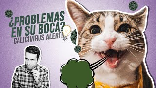 Gatos con problemas en la boca 🙀 CALICIVIRUS FELINO [upl. by Nirag]