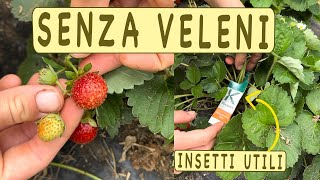 coltivare FRAGOLE SENZA VELENI  insetti utili [upl. by Fausta]