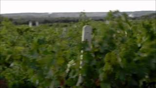 PUGLIA HD 2  Salento tra vigneti e uva da Primitivo [upl. by Hrutkay]