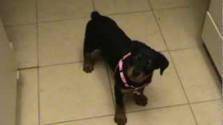 Rottweiler Puppy Playing and Growling [upl. by Eliezer741]