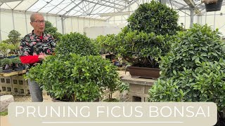 Pruning Ficus Bonsai [upl. by Ttenneb]