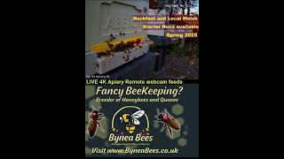 Buckfast honeybees and local bred welsh black available spring 2025 visit wwwbyneabeescouk [upl. by Nahsyar]