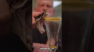 🐍 EXTRACTING VENOM from the LONGEST RATTLESNAKE in the WORLD 🐍 venomous snake snakebite [upl. by Marget]