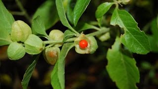 Ashwagandha or Withania somnifera  Medicinal Plant [upl. by Nerta]