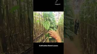 Betel Leaf Cultivation and Processing 🌟 FarmToMarket BetelLeaves NatureLovers [upl. by Peppy950]