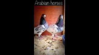 حمام باكستاني كاسوري pigeons tippler high flyer saudi arabia [upl. by Reginald565]