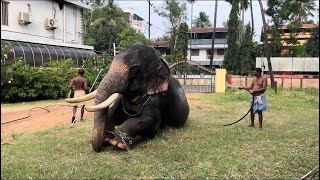 പാറമേക്കാവ് അയ്യപ്പന്റെ ഒരു മുഴുനീളൻ നീരാട്ട് 😍 [upl. by Ahseirej]