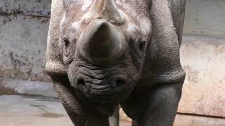 クロサイの『ストーム』 愛媛県立とべ動物園 2018年3月25日 [upl. by Madox907]