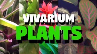 Top 5 Tropical Vivarium Plants [upl. by Attenaej]