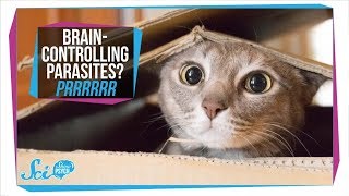 Toxoplasmosis How Parasites in Your Cat Can Infect Your Brain [upl. by Oirevas124]