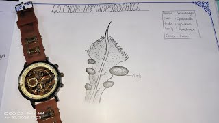 Drawing CYCASMEGASPOROPHYLLin easy stepssameerarts intermediate record botany practical [upl. by Reichert]