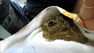 rescued baby hare [upl. by Rhu]