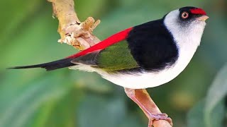 Pin Tailed Manakin Bird [upl. by Leur]