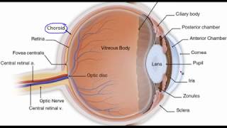 Eye anatomy [upl. by Macnair]