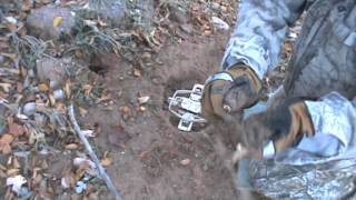 Best Step over set ever for Coyote Trapping and equipment and bait needed [upl. by Cawley99]