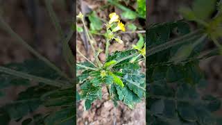 Mukkootti  Biophytum Sensitivum Plant ramanizvlogs mukkootti [upl. by Atoiganap798]