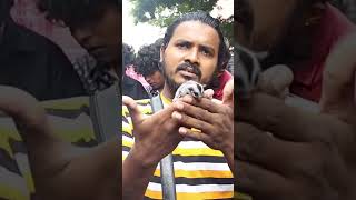 🐿️Sugar Glider sale in Chennai⁉️sugarglider sugargliderpet அணில் exoticpetsinchennaipetsshort [upl. by Tymes]