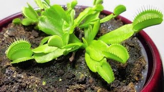 Growing Venus flytrap  time lapse video in 4K [upl. by Lasiaf440]