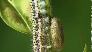 Braconidae Microplitis retentus parasite Le Marbré de Cramer [upl. by Pearle]