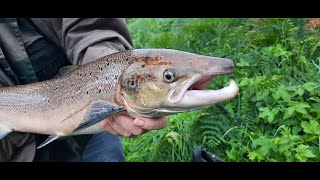 First Salmon in 2020 HD  fishing in ireland  irish salmon  big fish 20lb  watch in full [upl. by Letsirc137]