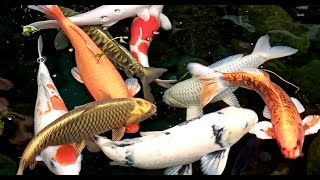 KOI FISH Ikan Hias Warna Warni Japan WATER Sound Relaxing HD [upl. by Eisseb]