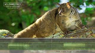 Bushbaby Sounds  The calls of a Thicktailed Bush Baby at night in the African bush [upl. by Emirac675]