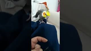 cockatiel cockatielsinging birds cockatielsing cockatielsound parrot cockatielbird [upl. by Lebisor85]