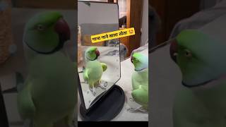 Me and my pet😍🦜 parrotsinging talkingparrot fantasticparrot birds parrot parrottalking [upl. by Pentheas]