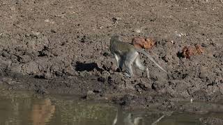 Vervet Monkey drinking at a water hole Moditlo Reserve Vuyani 6th September 2024 [upl. by Quarta925]