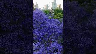 jacaranda sydeny australia october [upl. by Annyl]