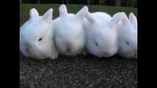 Julias Litter 2  3 Weeks Old  Baby Holland Lop Bunnies [upl. by Anaidni]