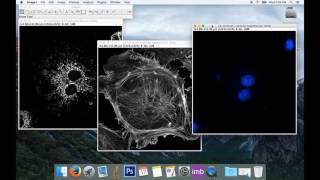 Tute1 Basic Image Processing with ImageJ [upl. by Lemcke160]