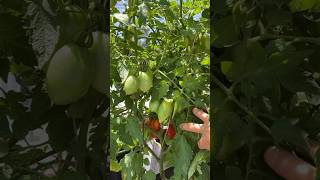 I Found The HOLY GRAIL Of Plum Tomatoes [upl. by Carman]