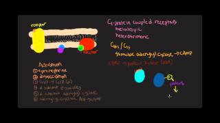 Gs Mechanism Gprotein coupled receptors [upl. by Trevorr]