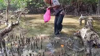 cari siput belitungrodong hutan bakau [upl. by Linnie179]