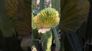 Going variegation hopping today cactusjeff variegated cactus grafts [upl. by Ruffo]