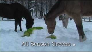 All Season Greens  Winter Greens [upl. by Ikey241]