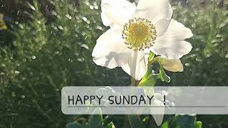 HAPPY SUNDAY [upl. by Inge]