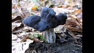 Identifying the Elfin Saddle Helvella lacunosa [upl. by Heilman]