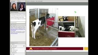 Automated Calf Feeders on US Farms How do They Work [upl. by Neit450]