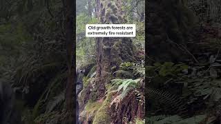 Old Growth Forest Botany  The Tallest Old Growth Douglas Fir Trees In The World Left After Logging [upl. by Adoc]