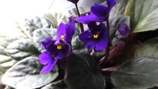 Beautiful Purple Flowers  The African Violet [upl. by Zanas]