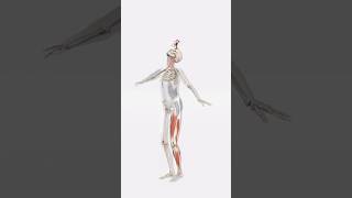 Understand more about Muscles anatomy 3d [upl. by Odine]