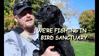 Fishing for BROWN TROUT on the fly at the CORNWALLIS RIVER Episode 2 of 4  A Fall fishing adventure [upl. by Mansur782]