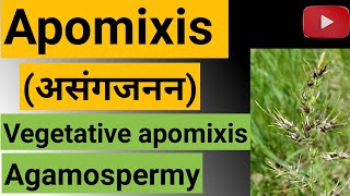 Apomixis।। type of apomixis ।। vegetative and agamospermy in Hindi [upl. by Ellicul]