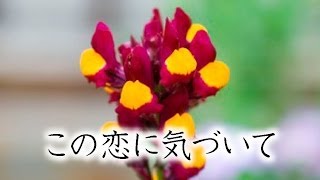 片想いを伝える花言葉。好き、愛してる、その言葉にできない思いをのせて。 [upl. by Cecelia196]