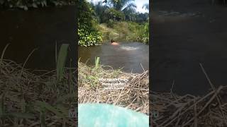 Mau ngambil perangkap ikan malah hilang shortsvideos sungaikecil kebunsawitkalimantan [upl. by Cattan736]