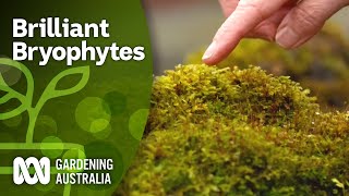 Brilliant Bryophytes  Hornworts Liverworts Mosses  Gardening Australia [upl. by Ellennahs]