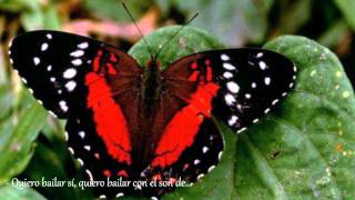 quotEl vals de las mariposasquot  José Velez [upl. by Suoirtemed]