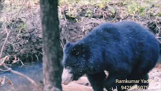 Stoth bear khatia zone 15th November 2024 kanha national park viralvideo wildanimal wildlife [upl. by German]